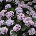 Hydrangea macrophylla.
