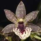 Propetalum Lise Gobeille 'Merci Doctor Ben'.