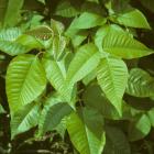 Toxicodendron radicans