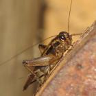Acheta domesticus