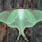 Actias luna, Québec, Canada.