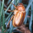 Amphimallon majalis