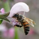 Apis mellifera