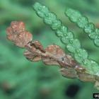 Argyresthia thuiella