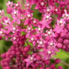 Asclepias incarnata