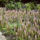 Astilbe chinensis 'Pumila'