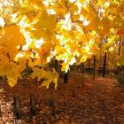 Jardin des Premières-Nations en automne.