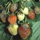 Botrytis cinerea