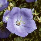 Campanula carpatica 'Blue Clips'