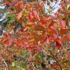 Carpinus caroliniana