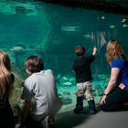 Visitors to the saltwater basin of the Gulf of St. Lawrence Ecosystem