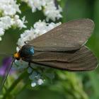 Ctenucha virginia