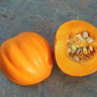 Cucurbita pepo 'Table Gold'