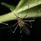 Culicidae