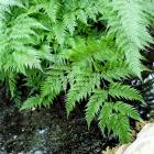 Davallia solida var. fejeensis
