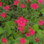 Dianthus deltoides