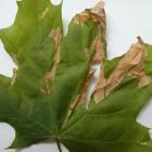 Discula umbrinella