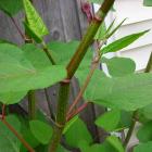 Polygonum cuspidatum, syn. Fallopia japonica