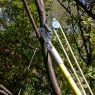 A long-arm pruner or pole pruner
