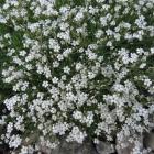 Gypsophila repens