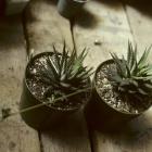 Haworthia fasciata