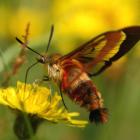Hemaris thysbe