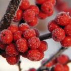 Ilex verticillata 'Winter Red'.