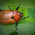 Grapevine beetle