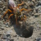  Sphex ichneumoneus  