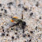 Bombyle