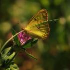 Colias philodice