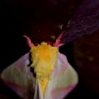 Dryocampa rubicunda