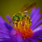 Agapostemon virescens