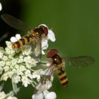 Syrphid flies