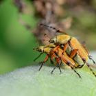 Rose chafer