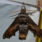 Sphinx d'Abbott