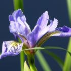 Iris versicolore, l'emblème floral du Québec