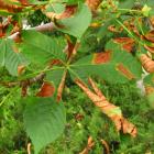 Brûlure des feuilles du marronnier