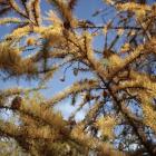 Larix kaempferi