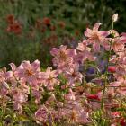 Lilium