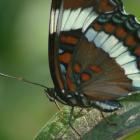 Limenitis arthemis, Québec, Canada.