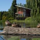 Ducks at the Tree House pond.