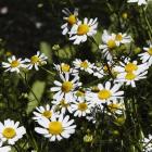 Matricaria recutita