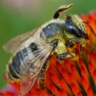 Megachile rotunda.