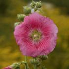 Alcea rosea