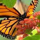 Oasis pour les monarques
