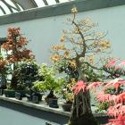 Miniature trees in the Garden of Weedlessness of the Botanical Garden.