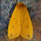Pyrrharctia isabella
