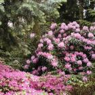 Rhododendron 'Fundy'.