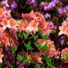 Rhododendron 'Spicy Lights'